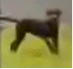 Black Dog