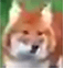 Dog above K